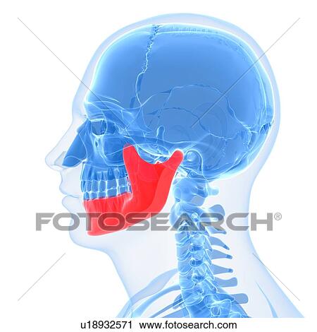 Clip Art - Lower jaw bone, artwork. Fotosearch