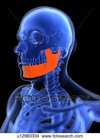 Lower jaw bone, artwork View Large Illustration Stock Illustration - Lower jaw bone, artwork. Fotosearch