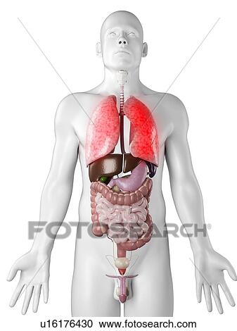 Lung disease, conceptual artwork View Large Illustration Clipart - Lung disease, conceptual artwork. Fotosearch