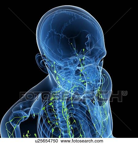 Clipart - Lymphatic system, artwork. Fotosearch