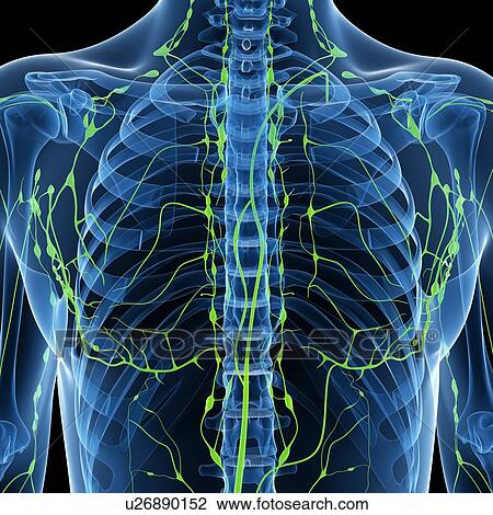 Drawing - Lymphatic system, artwork. Fotosearch