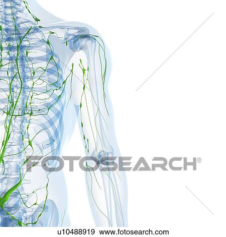 Lymphatic system, artwork View Large Illustration Stock Illustration - Lymphatic system, artwork. Fotosearch