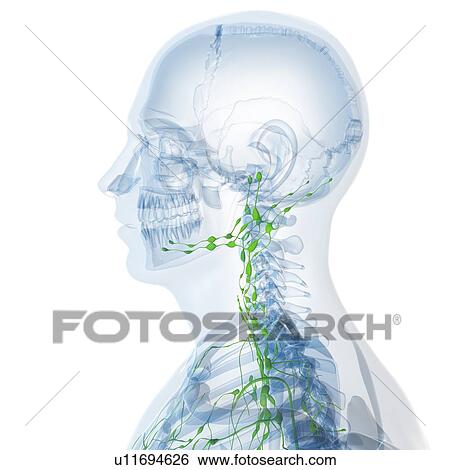 Stock Illustration - Lymphatic system, artwork. Fotosearch