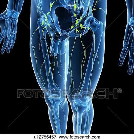 Lymphatic system, artwork View Large Illustration Stock Illustration - Lymphatic system, artwork. Fotosearch