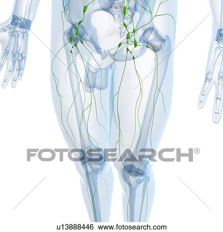 Stock Illustration - Lymphatic system, artwork. Fotosearch