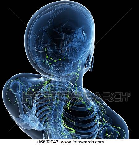 Lymphatic system, artwork View Large Illustration Stock Illustration - Lymphatic system, artwork. Fotosearch