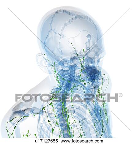 Stock Illustration - Lymphatic system, artwork. Fotosearch