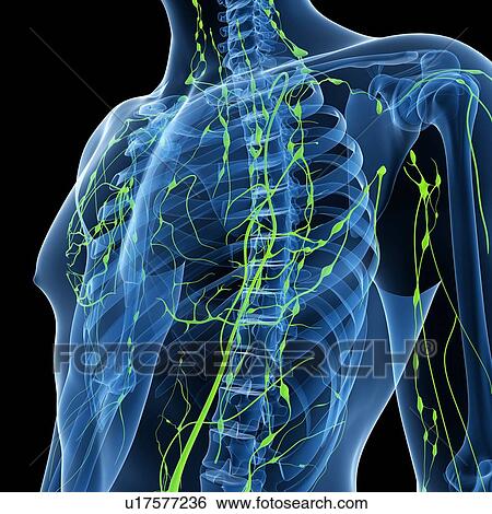 Lymphatic system, artwork View Large Illustration Stock Illustration - Lymphatic system, artwork. Fotosearch