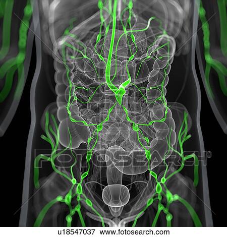 Lymphatic system, artwork View Large Illustration Stock Illustration - Lymphatic system, artwork. Fotosearch