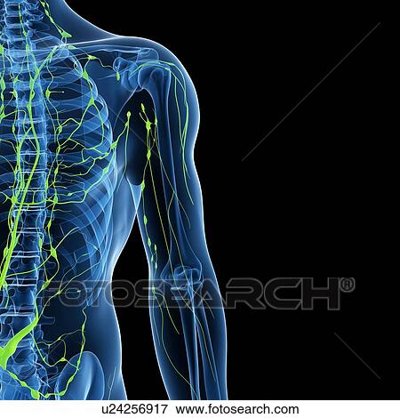 Lymphatic system, artwork View Large Illustration Stock Illustration - Lymphatic system, artwork. Fotosearch