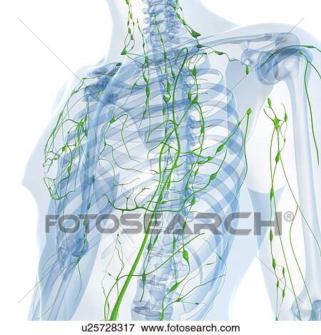 Lymphatic system, artwork View Large Illustration Stock Illustration - Lymphatic system, artwork. Fotosearch