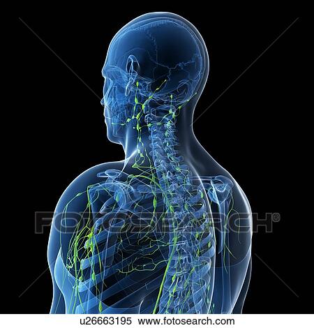 Lymphatic system, artwork View Large Illustration Stock Illustration - Lymphatic system, artwork. Fotosearch