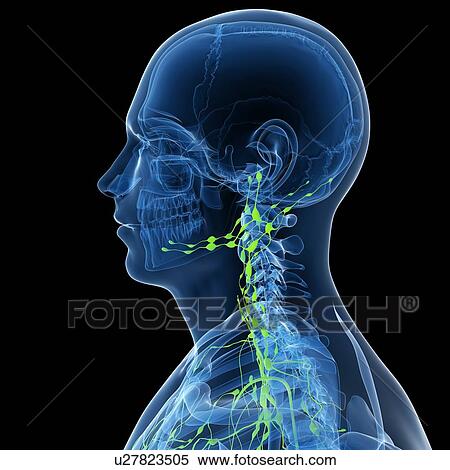 Stock Illustration - Lymphatic system, artwork. Fotosearch
