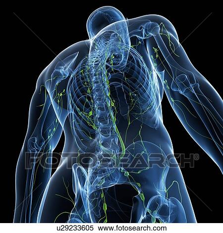 Stock Illustration - Lymphatic system, artwork. Fotosearch