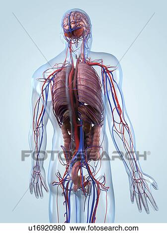 Male anatomy, artwork View Large Illustration Clipart - Male anatomy, artwork. Fotosearch