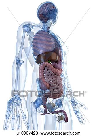 Male anatomy, artwork View Large Illustration Drawing - Male anatomy, artwork. Fotosearch
