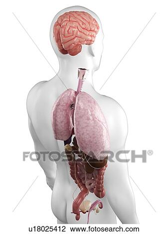 Male anatomy, artwork View Large Illustration Drawing - Male anatomy, artwork. Fotosearch