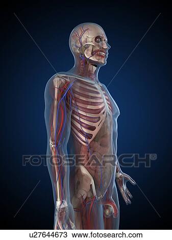 Male anatomy, artwork View Large Illustration Drawing - Male anatomy, artwork. Fotosearch