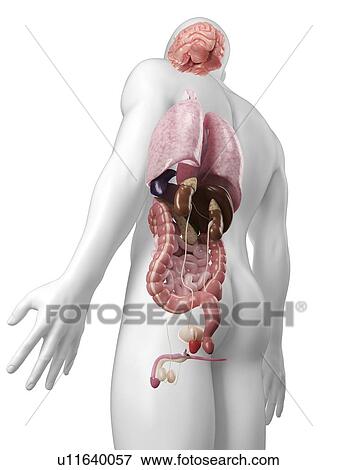Male anatomy, artwork View Large Illustration Stock Illustration - Male anatomy, artwork. Fotosearch