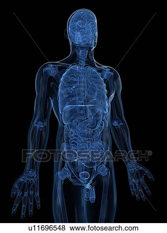 Stock Illustration - Male anatomy, artwork. Fotosearch