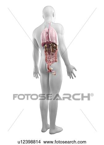 Stock Illustration - Male anatomy, artwork. Fotosearch