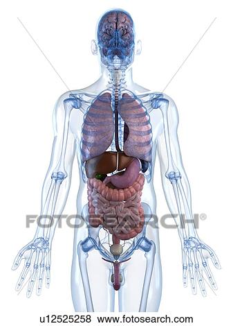 Male anatomy, artwork View Large Illustration Stock Illustration - Male anatomy, artwork. Fotosearch