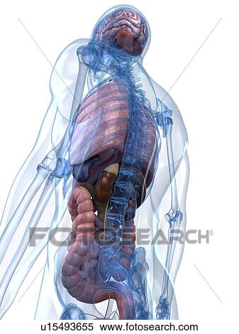 Male anatomy, artwork View Large Illustration Stock Illustration - Male anatomy, artwork. Fotosearch