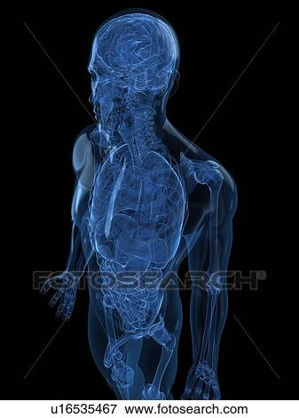 Male anatomy, artwork View Large Illustration Stock Illustration - Male anatomy, artwork. Fotosearch