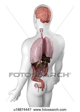 Male anatomy, artwork View Large Illustration Stock Illustration - Male anatomy, artwork. Fotosearch