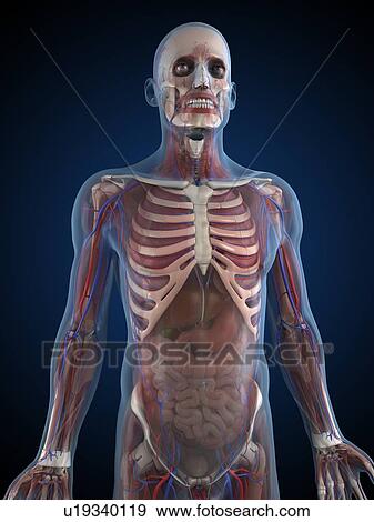 Male anatomy, artwork View Large Illustration Stock Illustration - Male anatomy, artwork. Fotosearch
