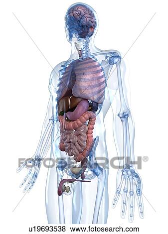 Male anatomy, artwork View Large Illustration Stock Illustration - Male anatomy, artwork. Fotosearch