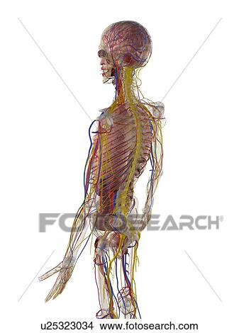 Stock Illustration - Male anatomy, artwork. Fotosearch