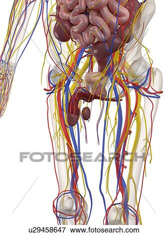 Male anatomy, artwork View Large Illustration Stock Illustration - Male anatomy, artwork. Fotosearch