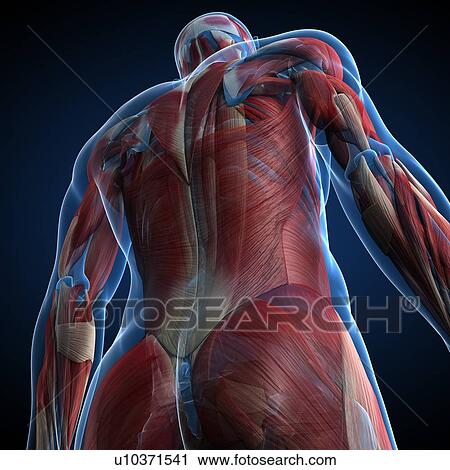 Clip Art - Male musculature, artwork. Fotosearch