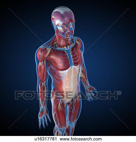 Clip Art - Male musculature, artwork. Fotosearch