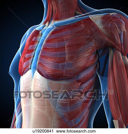 Male musculature, artwork View Large Illustration Clip Art - Male musculature, artwork. Fotosearch