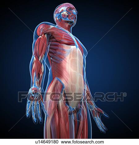 Clipart - Male musculature, artwork. Fotosearch