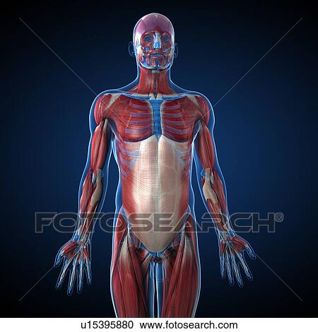 Clipart - Male musculature, artwork. Fotosearch