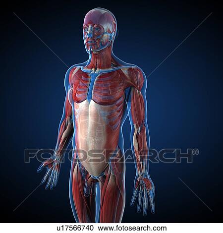 Clipart - Male musculature, artwork. Fotosearch