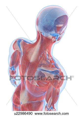 Clipart - Male musculature, artwork. Fotosearch