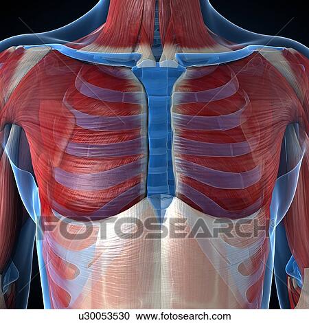 Male musculature, artwork View Large Illustration Clipart - Male musculature, artwork. Fotosearch