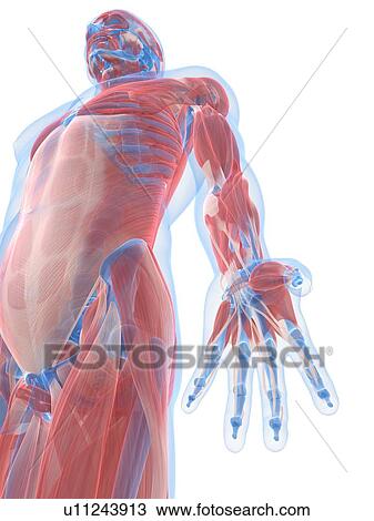 Male musculature, artwork View Large Illustration Drawing - Male musculature, artwork. Fotosearch
