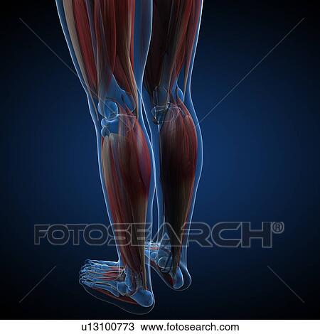 Male musculature, artwork View Large Illustration Drawing - Male musculature, artwork. Fotosearch