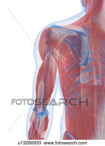 Drawing - Male musculature, artwork. Fotosearch