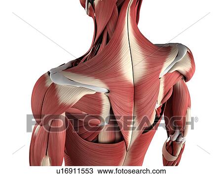 Male musculature, artwork View Large Illustration Drawing - Male musculature, artwork. Fotosearch