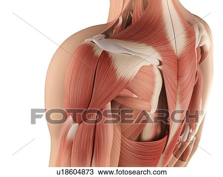 Male musculature, artwork View Large Illustration Drawing - Male musculature, artwork. Fotosearch