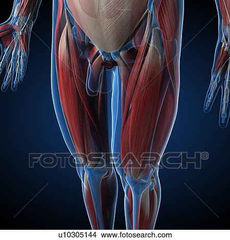 Male musculature, artwork View Large Illustration Stock Illustration - Male musculature, artwork. Fotosearch