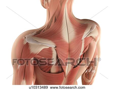 Male musculature, artwork View Large Illustration Stock Illustration - Male musculature, artwork. Fotosearch