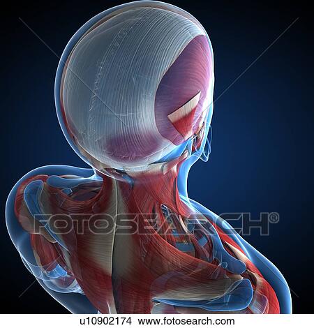 Stock Illustration - Male musculature, artwork. Fotosearch