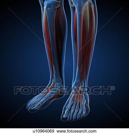 Stock Illustration - Male musculature, artwork. Fotosearch